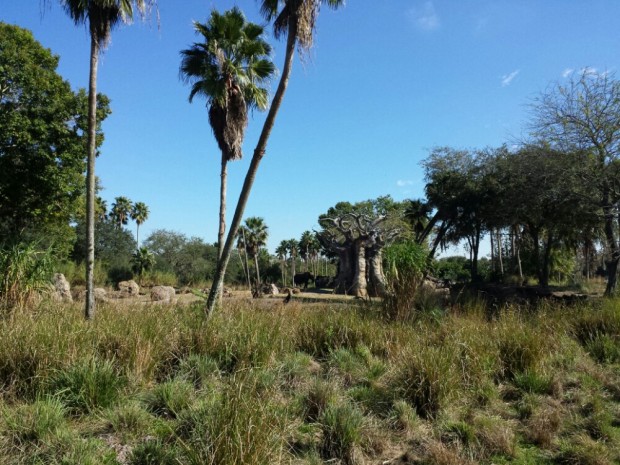 Disney's Animal Kingdom - Kilimanjaro Safari - Elephant Country