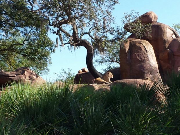 Disney's Animal Kingdom - Kilimanjaro Safari - Lions