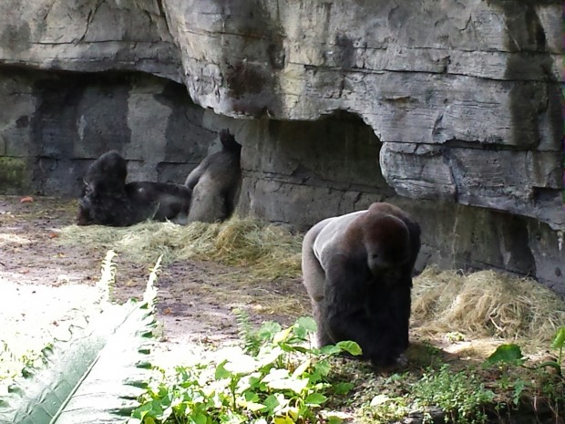 Disney's Animal Kingdom - Two male gorillas on the Pangani Forest Trail