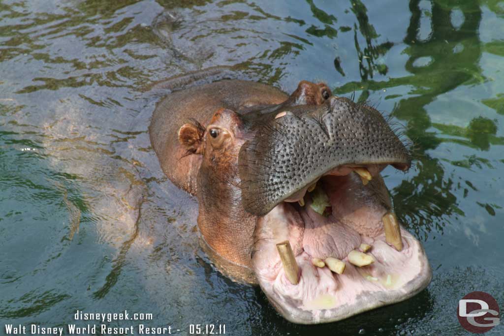 Wild Africa Trek - 5/12/11 - Hippo encounter