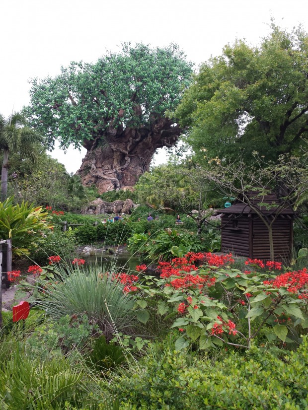 The Tree of Life at Disney's Animal Kingdom