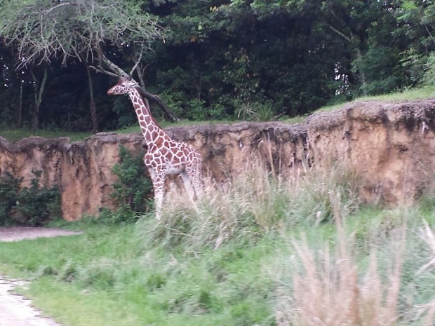 A giraffe on the Kilimanjaro Safari at Disney's Animal Kingdom