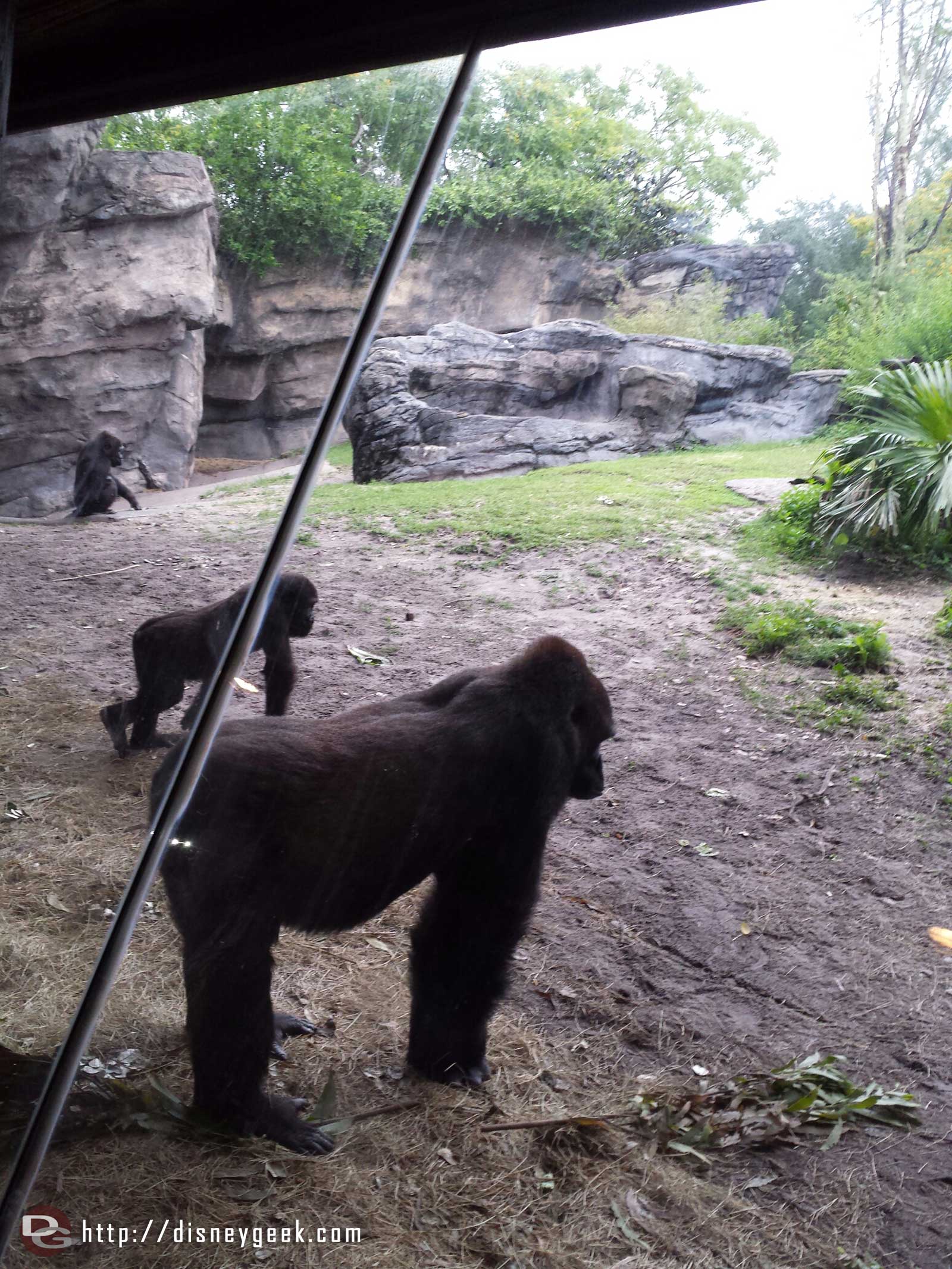 Same goes for these three gorillas along the Pangani Forest Exploration Trail