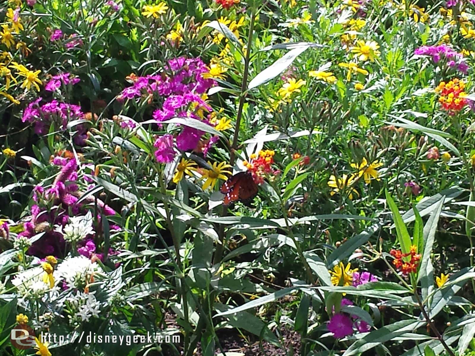 A butterfly in the butterfly house - Epcot International Flower & Garden Festival