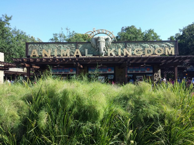 Arriving at Disney's Animal Kingdom