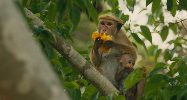 Disneynature's Monkey Kingdom  Maya and Kip  Ph: Film Frame  ©Disneynature 2015