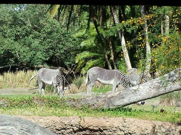 Zebra were out near the Meerkats in the Pangani Forest Outlook area.