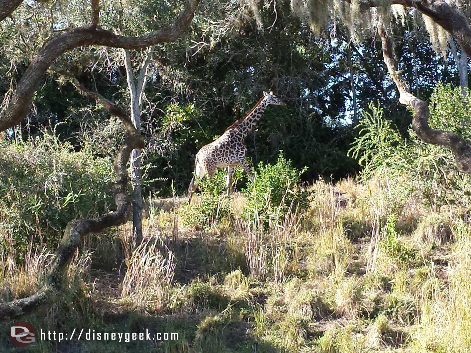 A giraffe on the savanna.