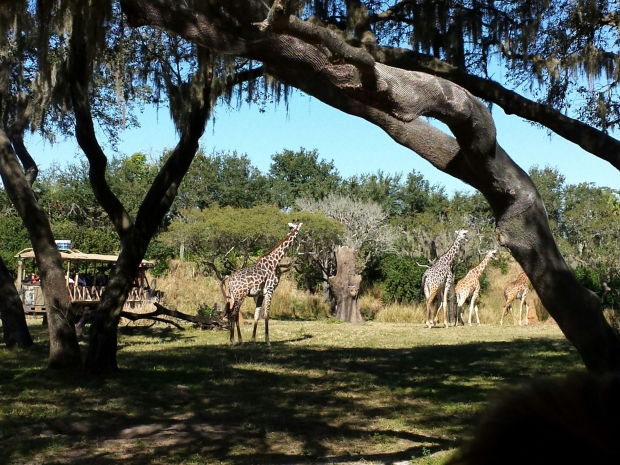 Giraffes on the Kilimanjaro Safari.