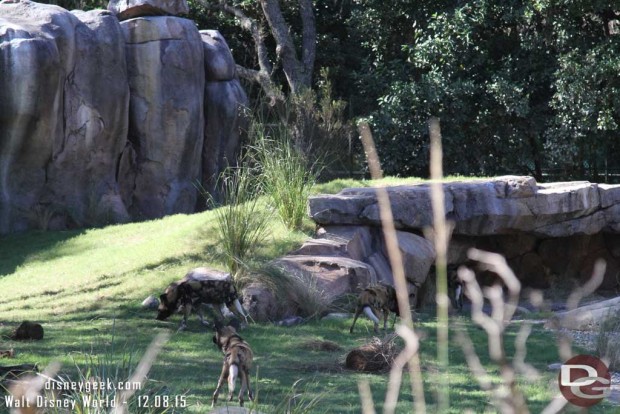 African Painted Dogs on the Kilimanjaro Safari at Disney's Animal Kingdom