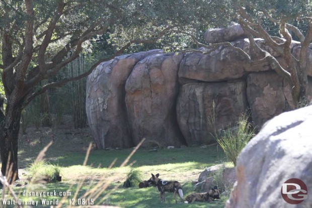 African Painted Dogs on the Kilimanjaro Safari at Disney's Animal Kingdom