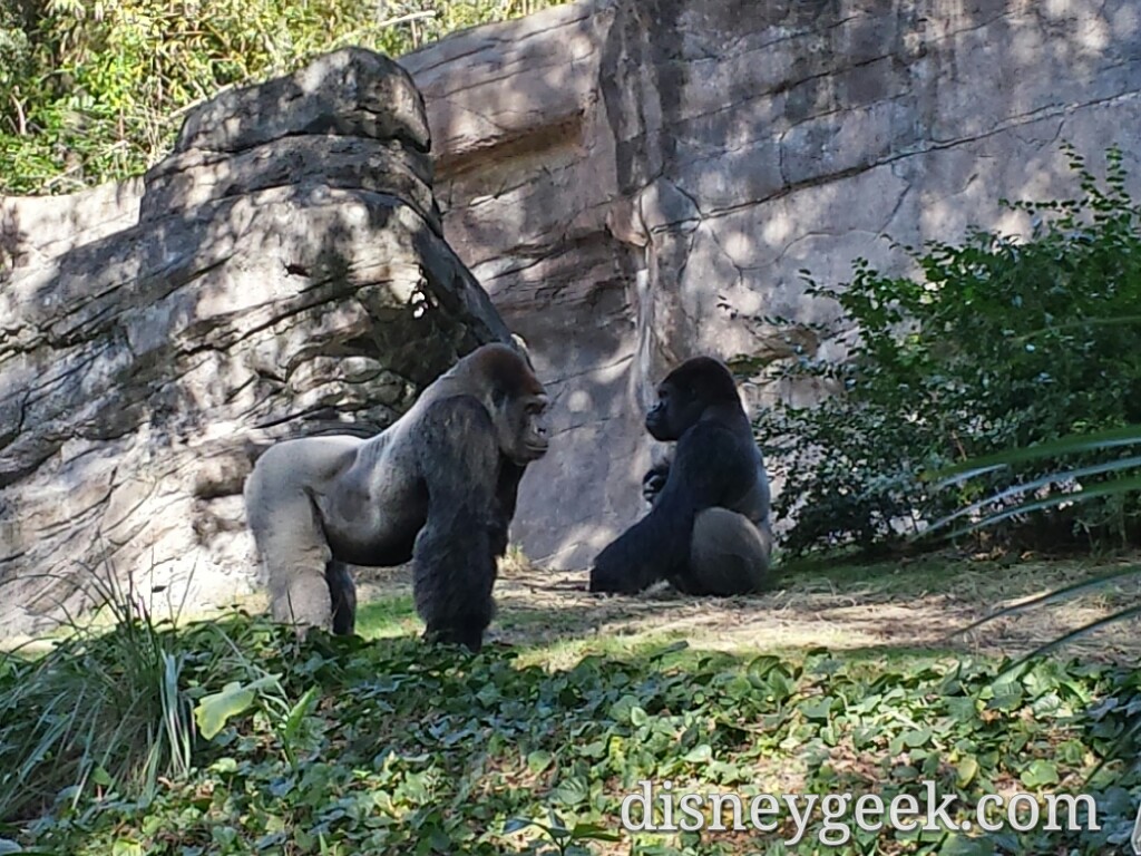 Two male gorillas in Pangani Forest