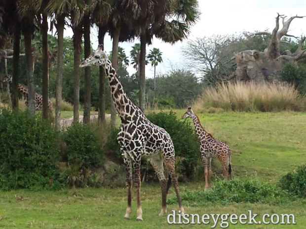 Giraffes on the Kilimanjaro Safari