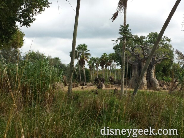 Elephants on the Kilimanjaro Safari