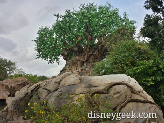 A last look at the Tree of Life before leaving the park