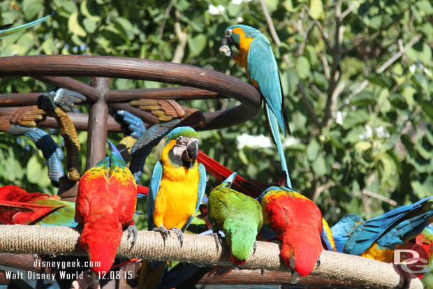 Winged Encounters @ Disney's Animal Kingdom