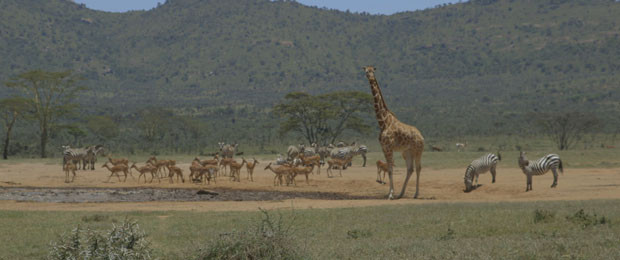 Zootopia team's research trip to Kenya