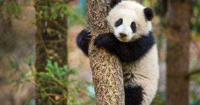 Disneynature "Born in China" - Panda