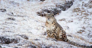 Disneynature "Born in China" - snow leopards