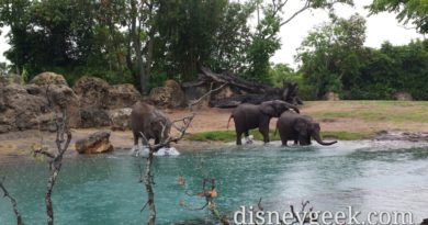 Kilimanjaro Safari - Elephants at play in the water