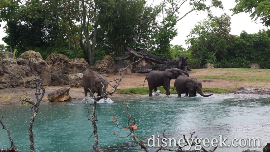 Kilimanjaro Safari - Elephants at play in the water 