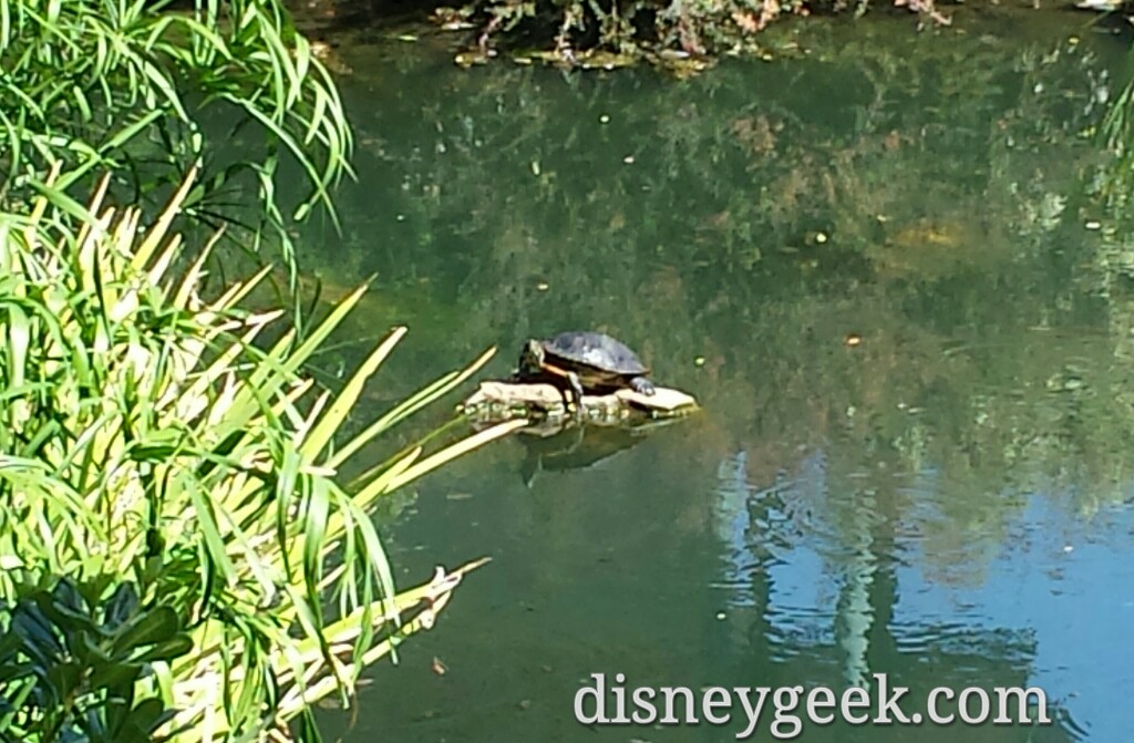 A turtle hanging out on a rock near Fantasy Faire