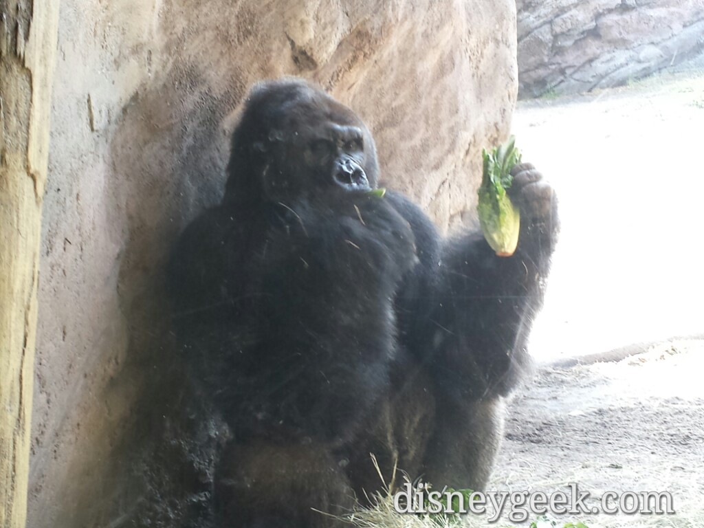 The male silverback gorilla