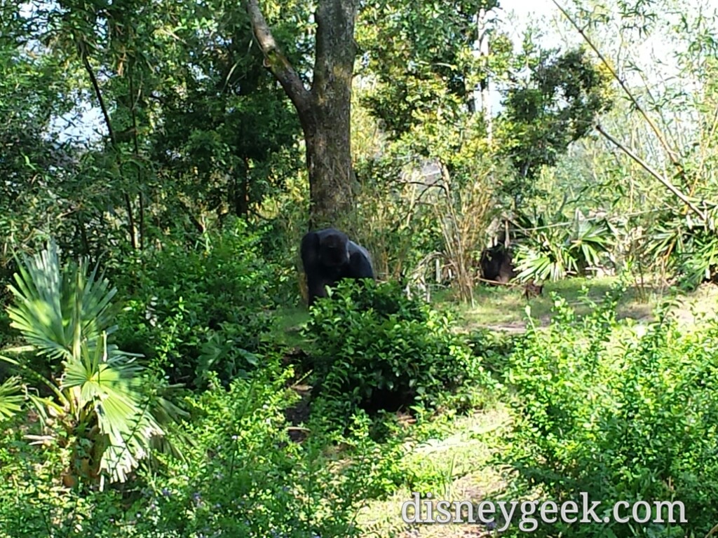 The gorillas were active this morning and it was great to walk through with no crowds at all.