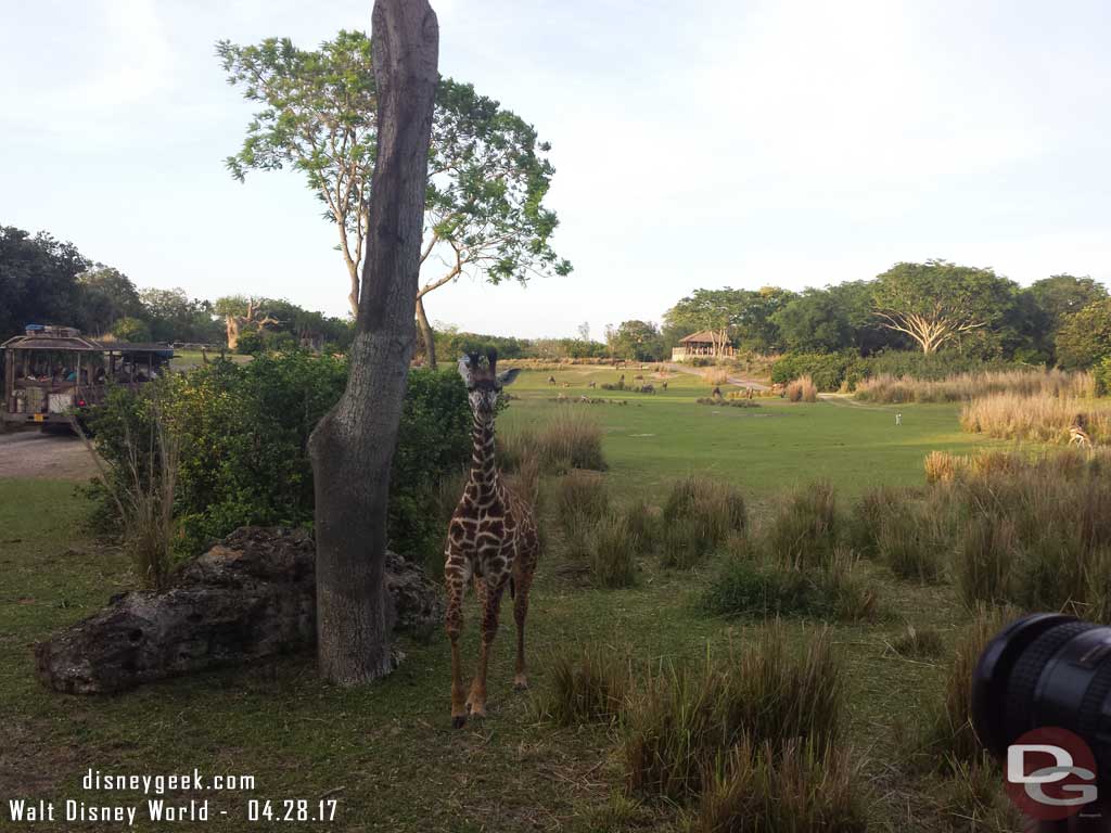 Giraffe on Kilimanjaro Safari