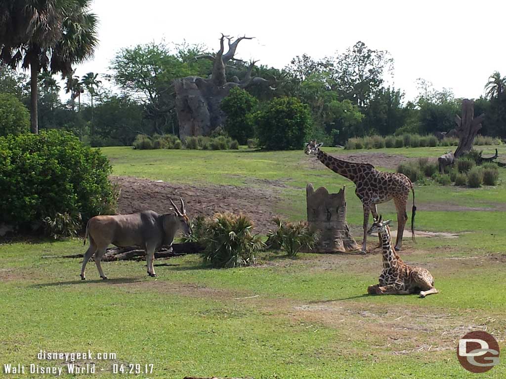Animals on the savanna in Disney's Animal Kingdom