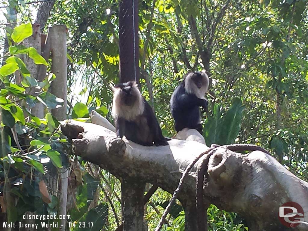 Monkeys on Maharajah Jungle Trek