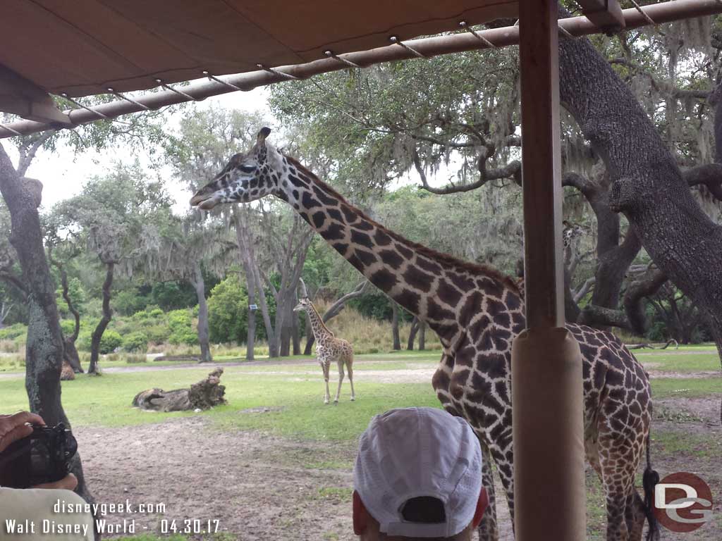 Kilimanjaro Safari - Giraffe