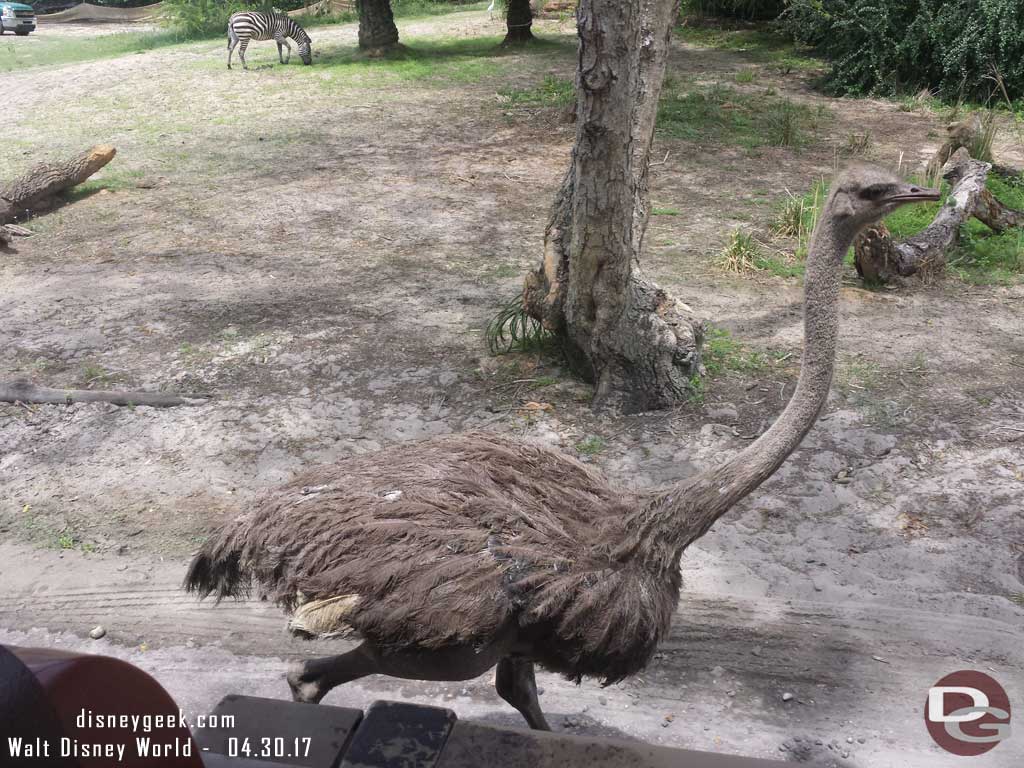 Kilimanjaro Safari - Ostrich who decided to race our truck.