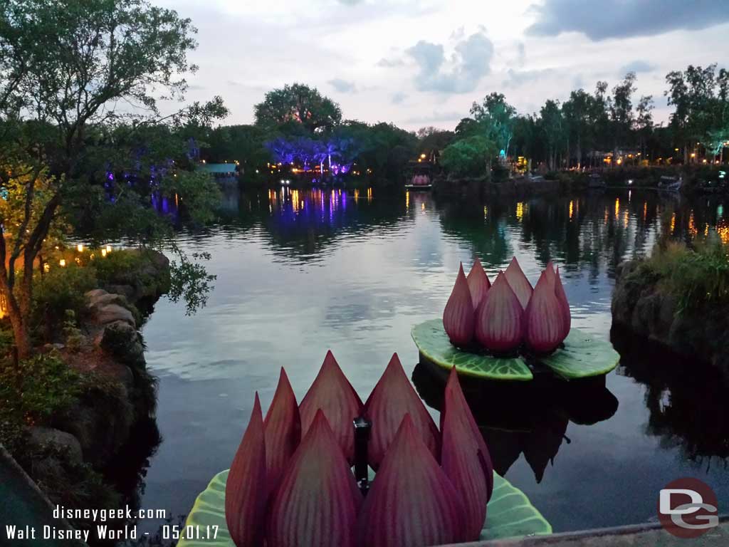 Two smaller lotus blosoms seen from the bridge between the Theater in the Wild and Everest