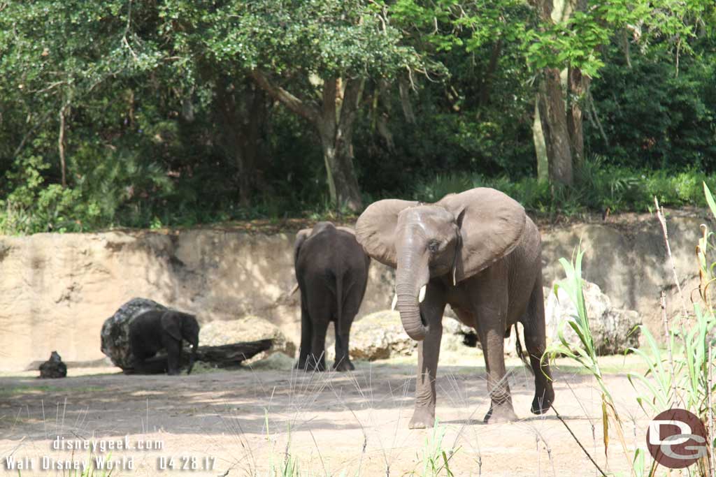 Caring For Giants at Disney's Animal Kingdom