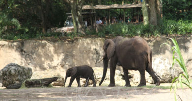 Caring For Giants at Disney's Animal Kingdom