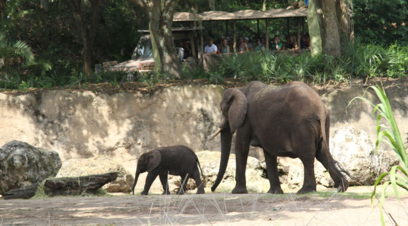 Caring For Giants at Disney's Animal Kingdom