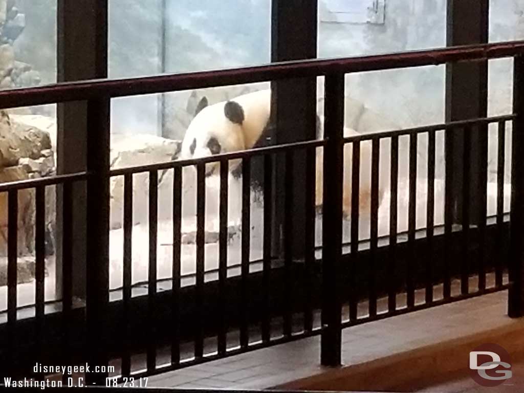 A female giant panda was out near the glass in the closed area.