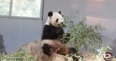 Tian Tian found a spot to sit and eat a snack.