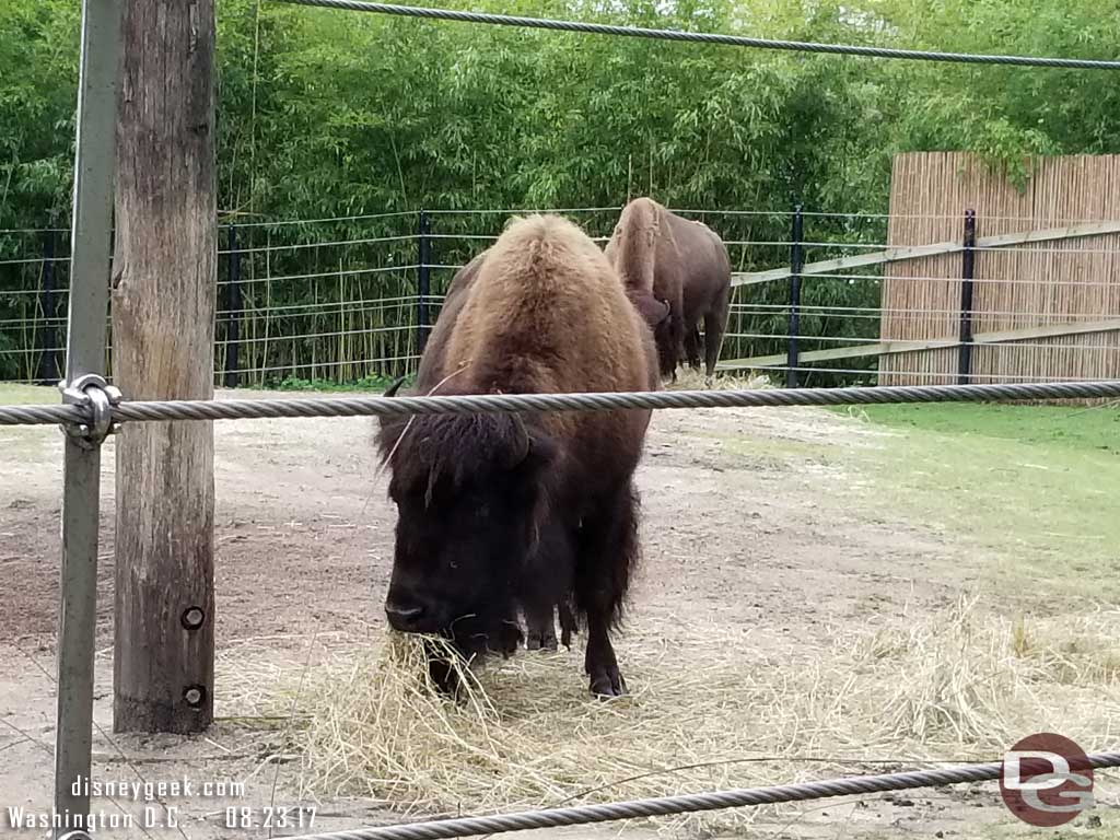 Bison along the American Trail.
