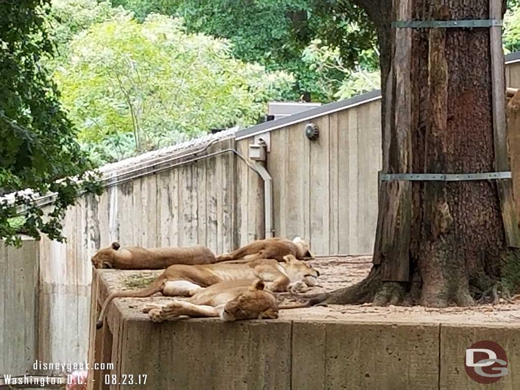 A pride of lions doing what they normally do during the day... nothing.