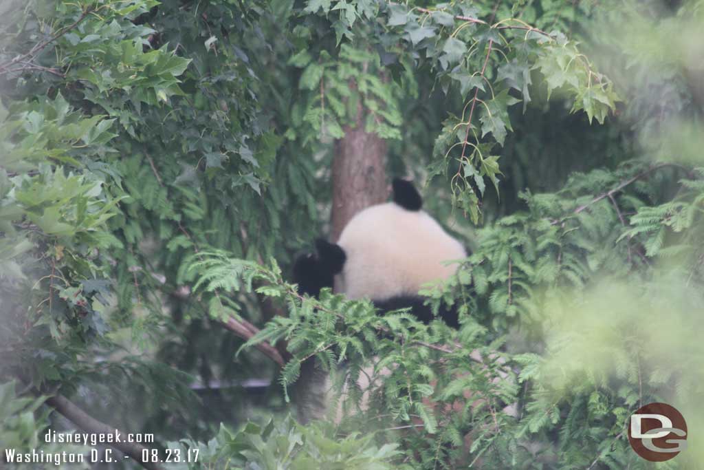 Panda at the National Zoo in Washington D.C.