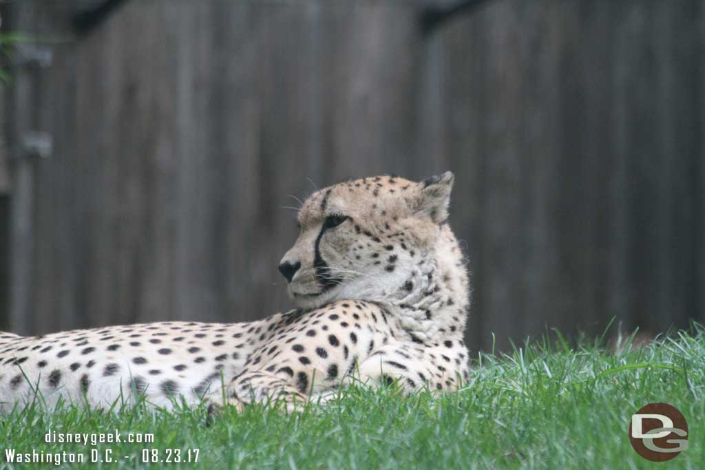 Cheetah at the National Zoo in Washington D.C.