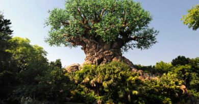 Disney Animal Kingdom - Tree of Life (Disney Photo)
