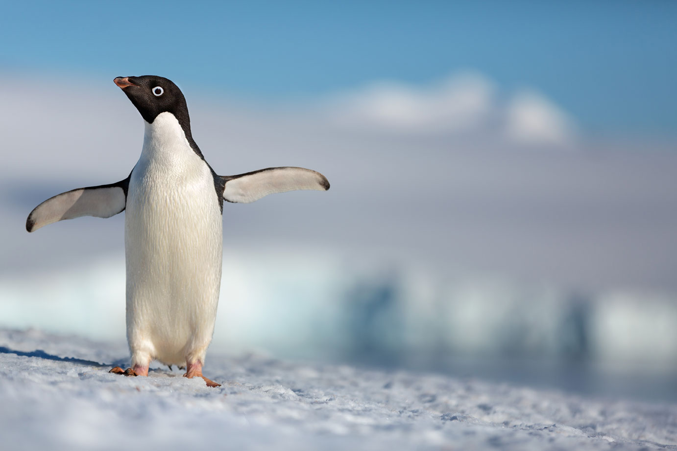Penguins 001