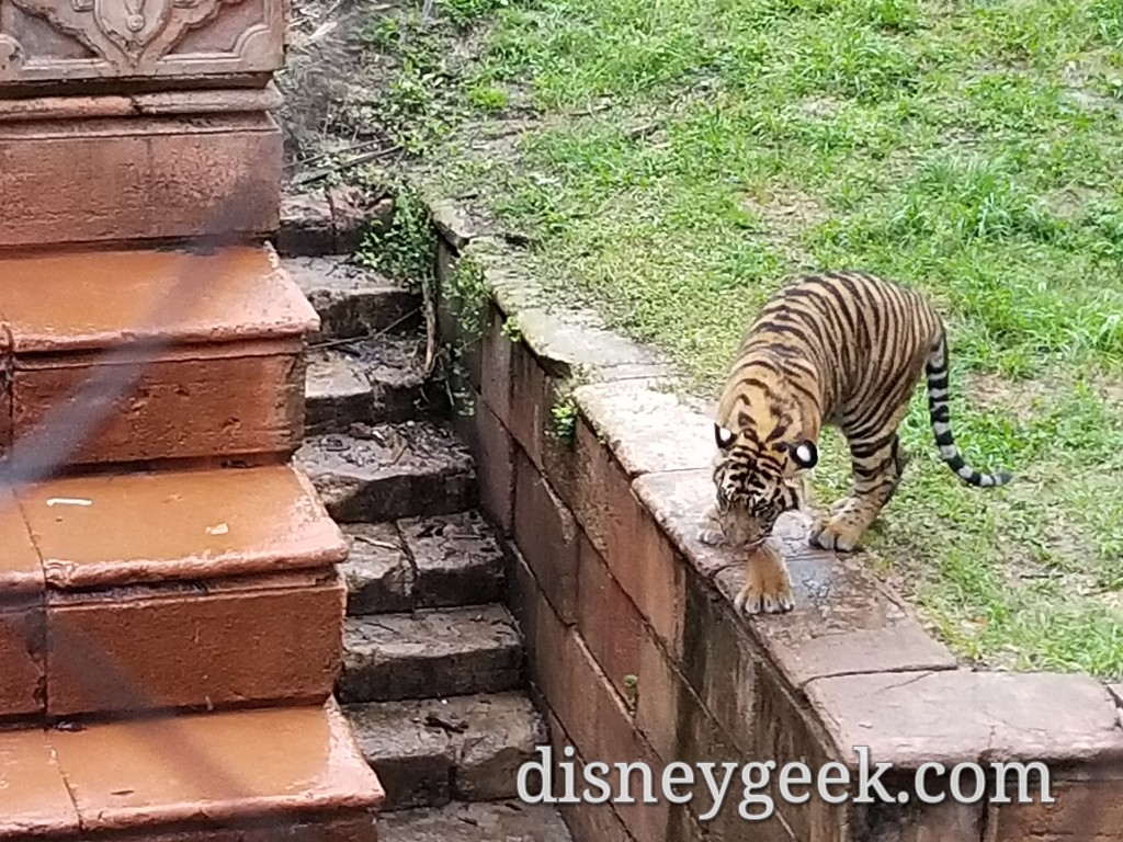 PHOTOS: Watching the Tiger Cubs Play at Disney's Animal Kingdom