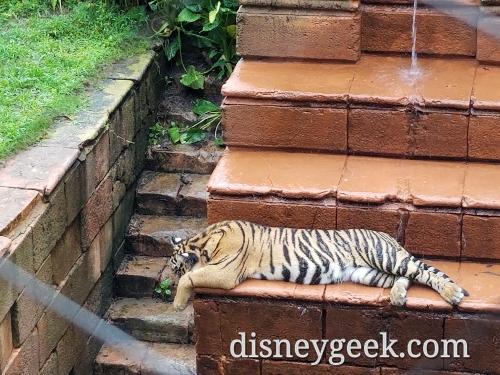 PHOTOS: Watching the Tiger Cubs Play at Disney's Animal Kingdom