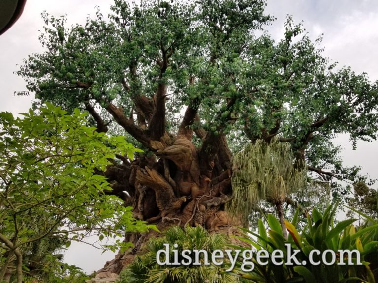 WDW Pictures: Tree of Life Garden Trail - The Geek's Blog @ disneygeek.com