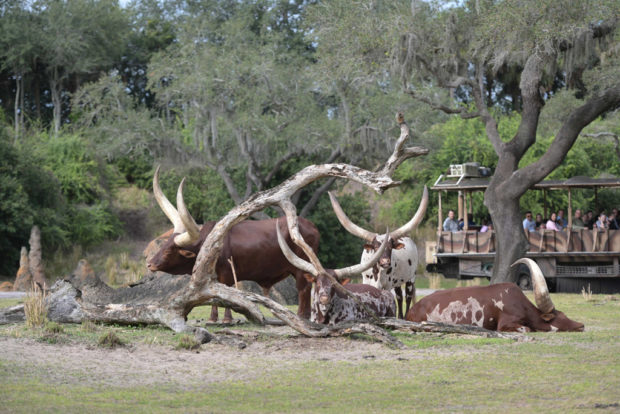 Ace, Audrey, Dixie-Jane, and Adeola the Ankole Cattle. (Charlene Guilliams/Disney)