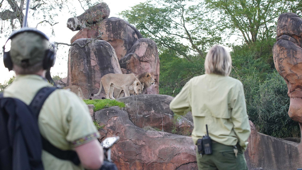 Production team and keeper Lori Kurdziel observing lions Kinsey and Dakari. (Disney)